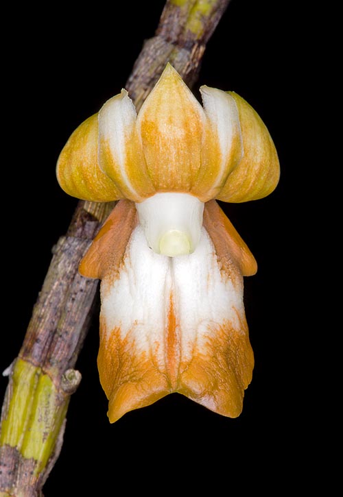 Dendrobium kenepaiense is a Bornean epiphyte almost unknown in cultivation © Giuseppe Mazza 