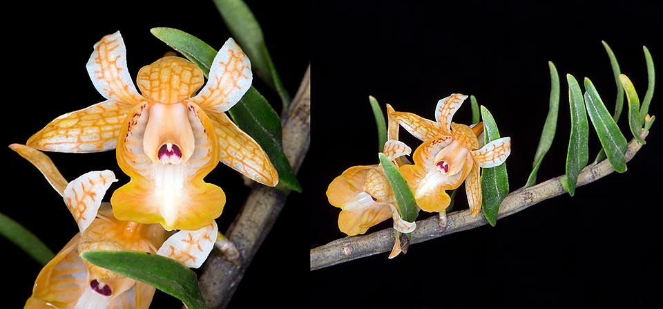 Dendrobium khanhoaense is a poorly known epiphyte, native to Vietnam, discovered in 1999. Elegant and unusual flowers of 2 cm of diameter © Giuseppe Mazza 