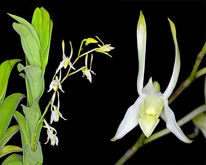   Dendrobium taurulinum is a little known Moluccan epiphyte with flowers reminding the head of a bull © G. Mazza