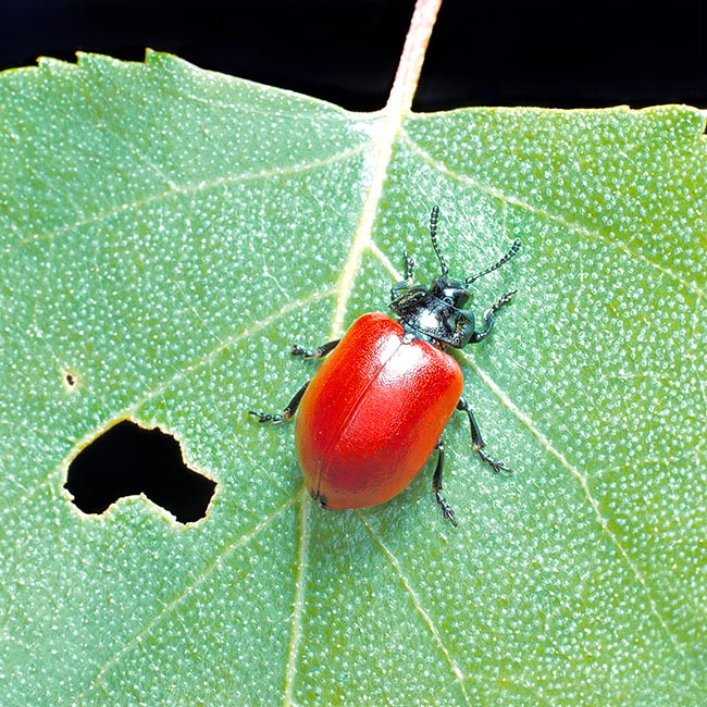 Chrysomela populi, Chrysomelidae, Chrysomèle du peuplier, Mèle du peuplier