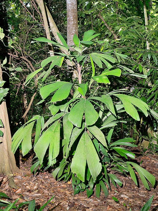  Le Reinhardtia latisecta pousse dans le sous-bois des forêts tropicales d'Amérique centrale © Giuseppe Mazza