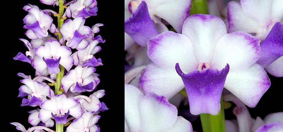 Las inflorescencias alcanzan fácilmente los 30 cm con más de 50 flores de 1,5-2 cm de diámetro. Son cerosas, perfumadas y duran hasta 3 semanas. Numerosos híbridos © Giuseppe Mazza