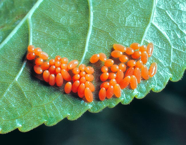 Chrysomela populi, Chrysomelidae, Crisomélido, Escarabajo rojo del álamo