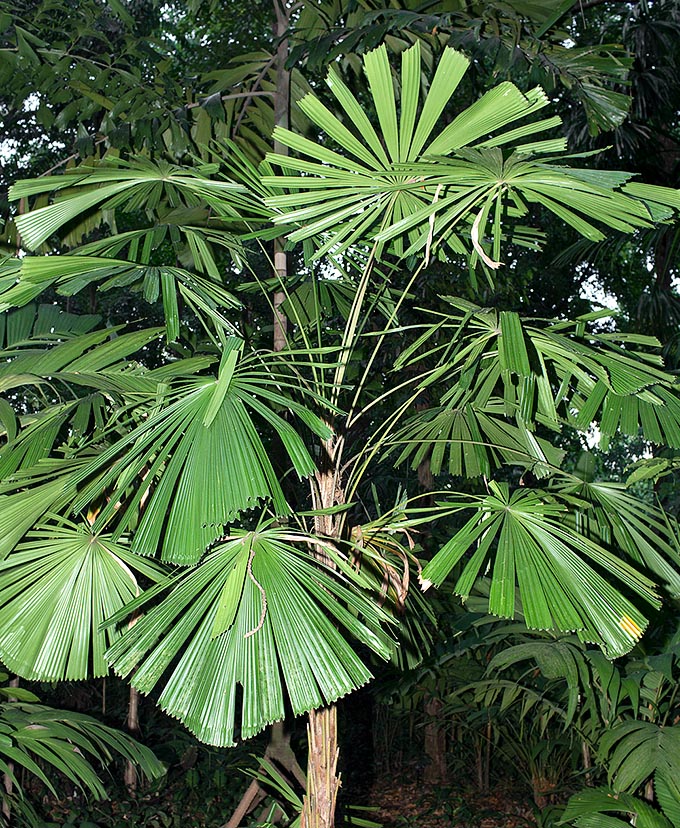 Chez lui, en Papouasie Nouvelle-Guinée, Licuala lauterbachii pousse dans des sous-bois humides. Rare en culture, il peut pousser jusqu'à 5 m de haut avec un diamètre de 10 cm. Les feuilles divisées ont 1 m de diamètre et un pétiole de 1,5 m © Giuseppe Mazza