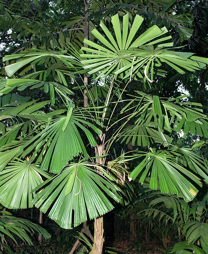 Habita en Papúa Nueva Guinea e Islas Salomón, la Licuala lauterbachii crece en el sotobosque de las forestas húmedas. Bastante rara en cultivación, puede alcanzar los 5 m de altura con un diámetro del tronco de 10 cm © Giuseppe Mazza