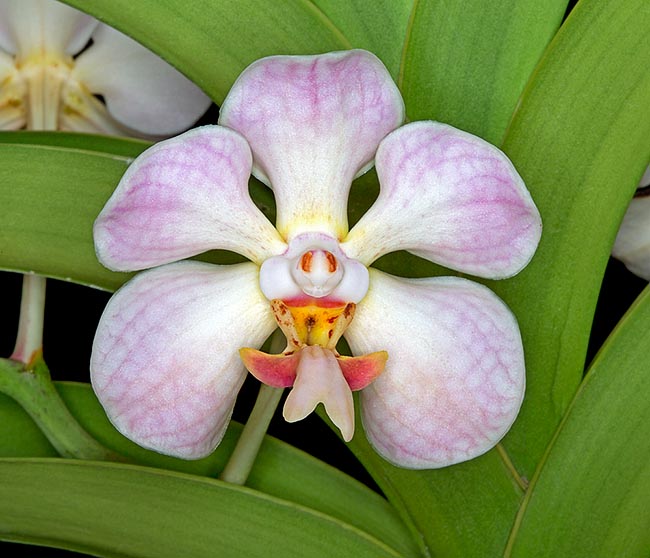 Infiorescenze con 2-3 fiori di circa 5 cm di diametro dall'odore poco gradevole come suggerisce il nome scientifico © Giuseppe Mazza