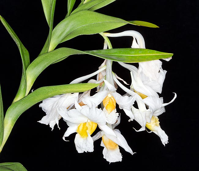 Originaire des Philippines, Dendrobium dearei est une épiphyte à pseudobulbes dressés de 0,4 à 1 m  © G. Mazza