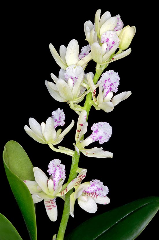 Sedirea japonica est une orchidée miniature, de culture relativement facile, originaire de Chine, de Corée, du Japon et des îles Nansei-shoto. Fleurs de longue durée exhalant un parfum de citron © Giuseppe Mazza
