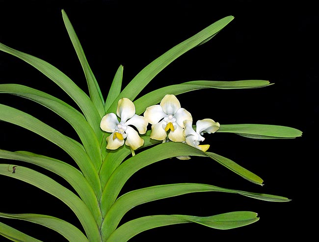 Increasingly rare in nature, Vanda dearei is an epiphyte of Borneo and Lesser Sunda Islands © Giuseppe Mazza