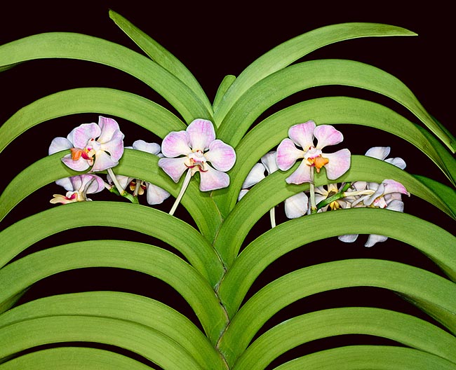 Muy decorativa, la Vanda foetida es una epífita alta hasta 1 m originaria de Sumatra © Giuseppe Mazza