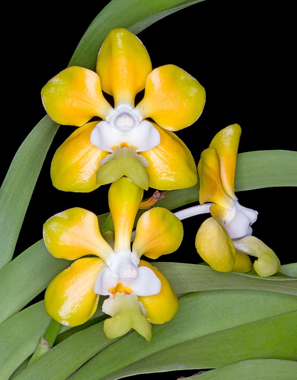 Vanda denisoniana is native to Laos, Myanmar, Thailand and Vietnam. Epiphyte with 1 m stems and 12-15 cm racemose inflorescences with 3-8 fleshy flowers that may reach 7 cm of diametre © Giuseppe Mazza