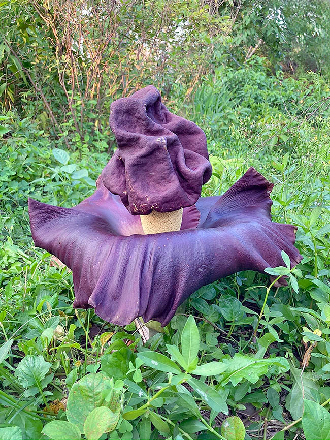 L’infiorescenza è circondata da una spata carnosa campanulata porpora, larga 15-60 cm ed alta 10-45 cm.