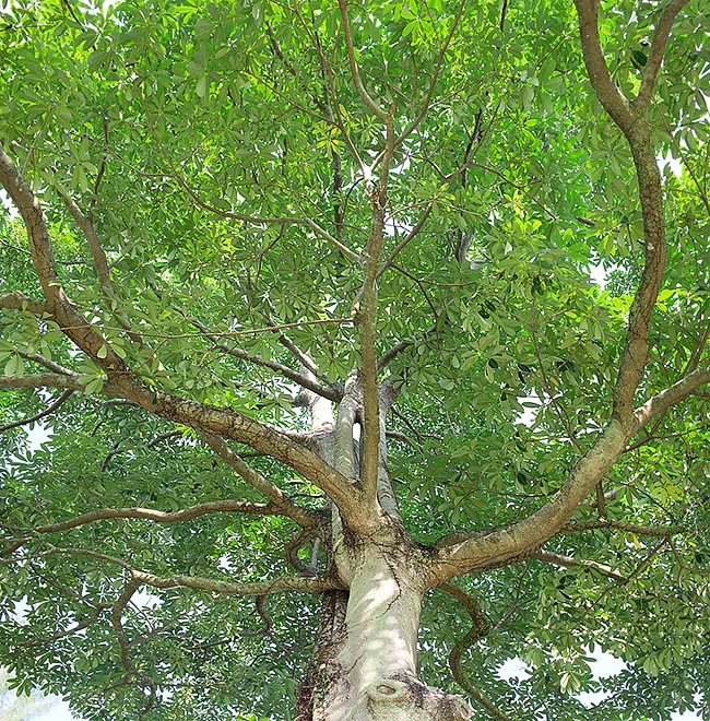 Grande valeur ornementale et paysagère. Culture facile et de croissance rapide des jardins tropicaux. Il est employé dans la reforestation et son bois est utilisé pour faire des objets courants et dans l’industrie papetière © G. Mazza