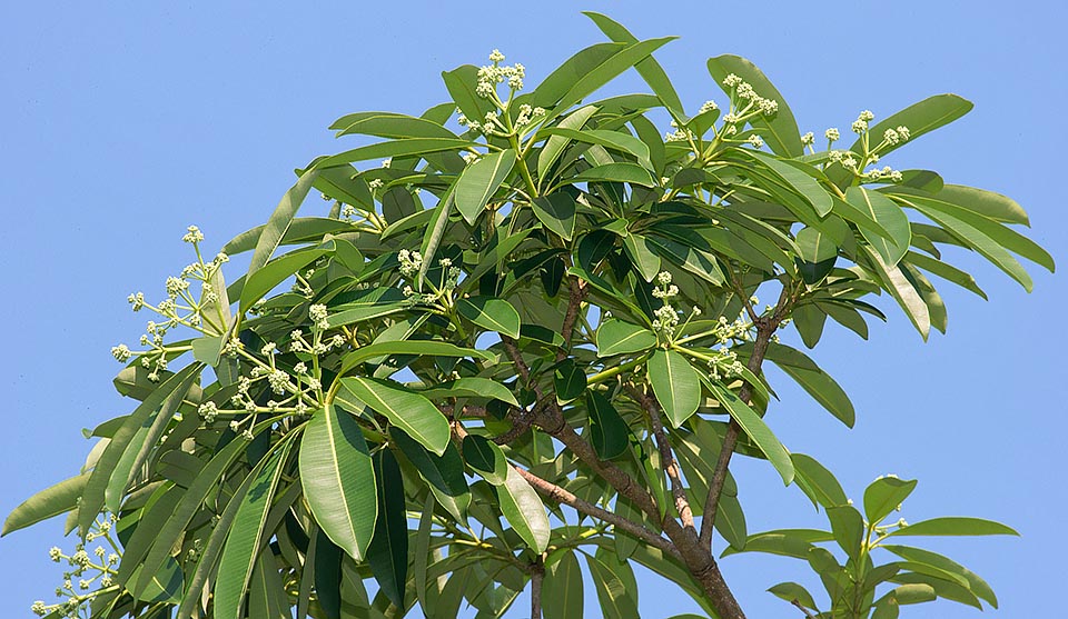 Différentes parties de la plante sont utilisées depuis longtemps en médecine populaire. Propriétés prometteuses pour le traitement du cancer et du paludisme © G. Mazza