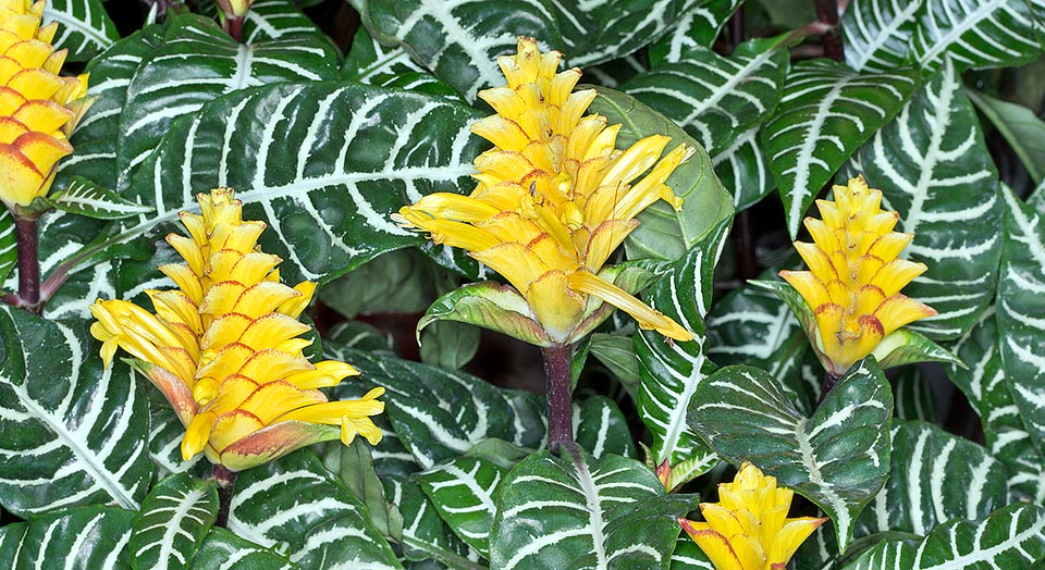 Decorative leaves and showy 6-15 cm inflorescences lasing 2 months. No surprise that it is a known houseplant, even if, then, not easier © Giuseppe Mazza