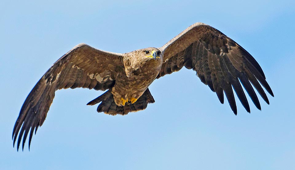 Volando o immobile su un palo, individua e piomba fulminea su lepri, faraone e pernici. Talora si nutre d’animali morti o ruba dalla bocca le prede ai rapaci più piccoli © Gianfranco Colombo