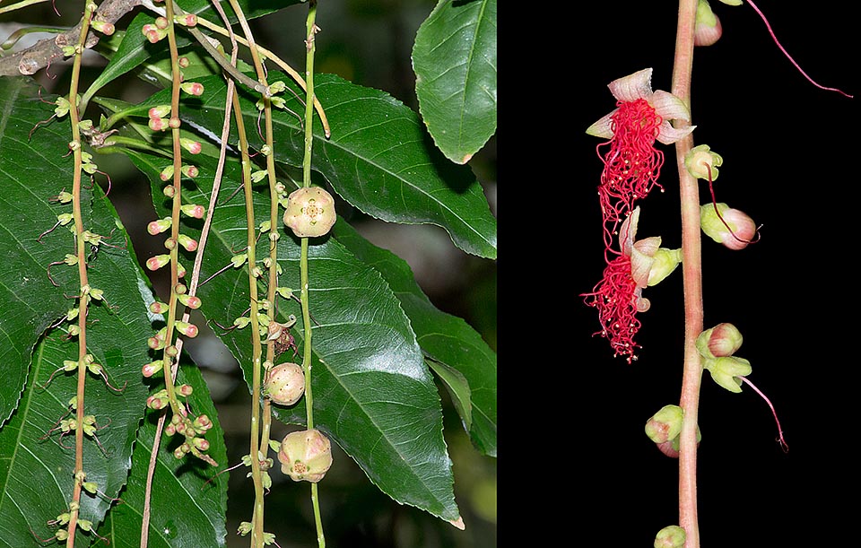 Particular de las hojas y de los frutos con ángulos prominentes. A la derecha una inflorescencia agrandada con coloridos estambres próximos a caer © Giuseppe Mazza