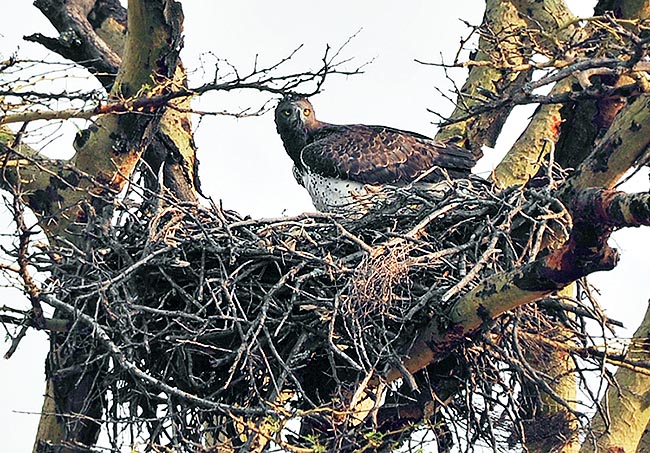 The nest, even 2 m broad on top of isolated trees, is used, with modernizations, for more years. The pairs are faithful for the life and the female lays 2 eggs. There is no cainism as the food is not missing with such parents © Gianfranco Colombo