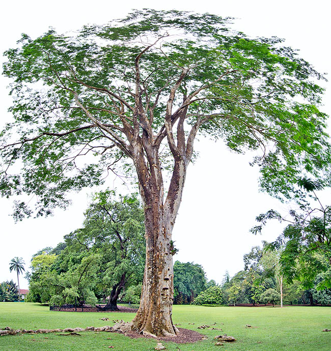 At home in South-East Asia, Albizia lebbekoides can be 40 m tall. Great landscape value but also shade tree in the tea plantations. From bark they get a dye, a flavouring and a drug for the colics. Rooting apparatus is able to fix the atmospheric nitrogen enriching the soil. The wood, of brown colour, is used to fabricate furniture and fixtures © Giuseppe Mazza