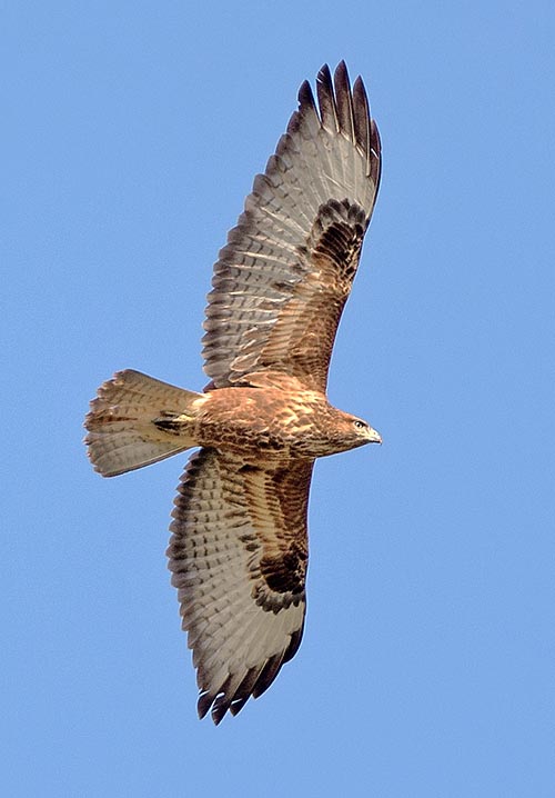 Some migrants, like this young, have amber livery. The Buteo buteo can reach 1300 g, with 50 cm of length and 130 cm of wingspan © Gianfranco Colombo