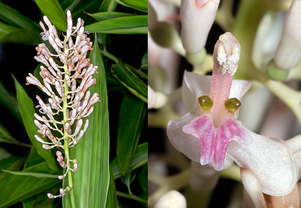 Inflorescence terminale en panicule de 15-25 cm, aux fleurs au calice campanulé tridenté blanc, long de 0,8-1 cm, corolle au tube long d'environ 1 cm et à 3 lobes oblongs à l’apex arrondi, de 1,2-1,5 cm long, labelle trilobé rose, long de 2 cm et large de 1,2 cm, au lobe médian bifide et aux lobes latéraux arrondis avec une glande oblongue à la base, filament linéaire long de 1 cm, et anthère rougeâtre. Les fruits sont des capsules globulaires d'environ 0,6 cm, noirâtres à maturité © G. Mazza