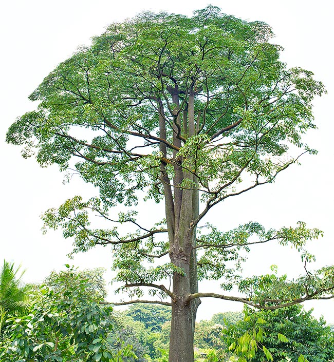 Alstonia angustiloba es un árbol de más de 40 m con tronco de 1 m, a menudo dominante en los bosques mixtos de dipterocarpaceae y bosques pantanosos del sudeste asiático hasta cerca 400 m de altitud © Giuseppe Mazza
