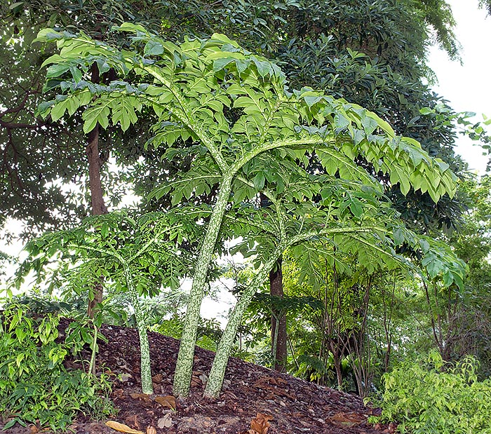 Noto principalmente per il fiore, l’Amorphophallus paeoniifolius è una specie erbacea con piccioli che spuntano dal terreno, lunghi anche 2 m e larghi 15-20 cm. I giganteschi tuberi e le foglie, che ricordano quelle della peonia, hanno virtù medicinali © Giuseppe Mazza