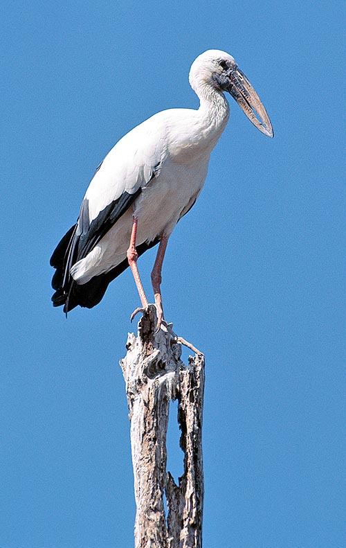 Anastomus oscitans, Ciconiidae, Asian openbill