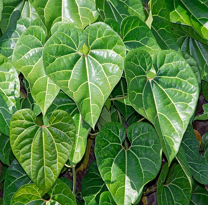 Originaire de Colombie, du Costa Rica, du Panama et du Pérou, Aristolochia leuconeura est une grimpante pérenne aux tiges lignifiées à la base, larges de 5 cm et longues de 6 m. Feuilles très décoratives aux vertus médicinales © G. Mazza