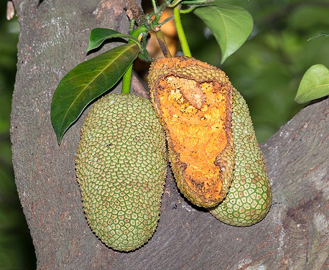 Un elemento roído por los animales del bosque. Los frutos inmaduros son consumidos por la población local como verdura, las semillas son ricos en carbohidratos y varias partes de la planta tienen propiedades medicinales © Giuseppe Mazza