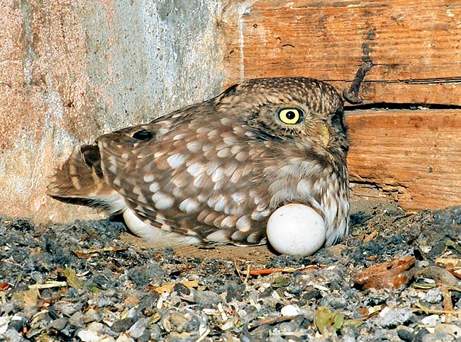 Relations with men are incredible: it lets caress and doesn’t protest even if a researcher raises it to count the eggs it hatches. Introduced in England and New Zealand for fighting the rodents © Gianfranco Colombo