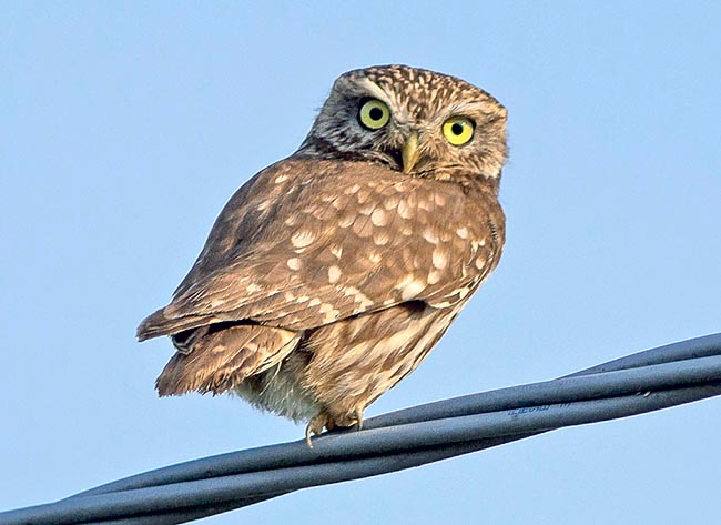 Often stays on electrical poles or lines, in strategic position, to observe the road, ready to jump with its showy claws, by twilight or night, on mice, lizards, small sleeping birds, amphibians and various insects © G. Colombo