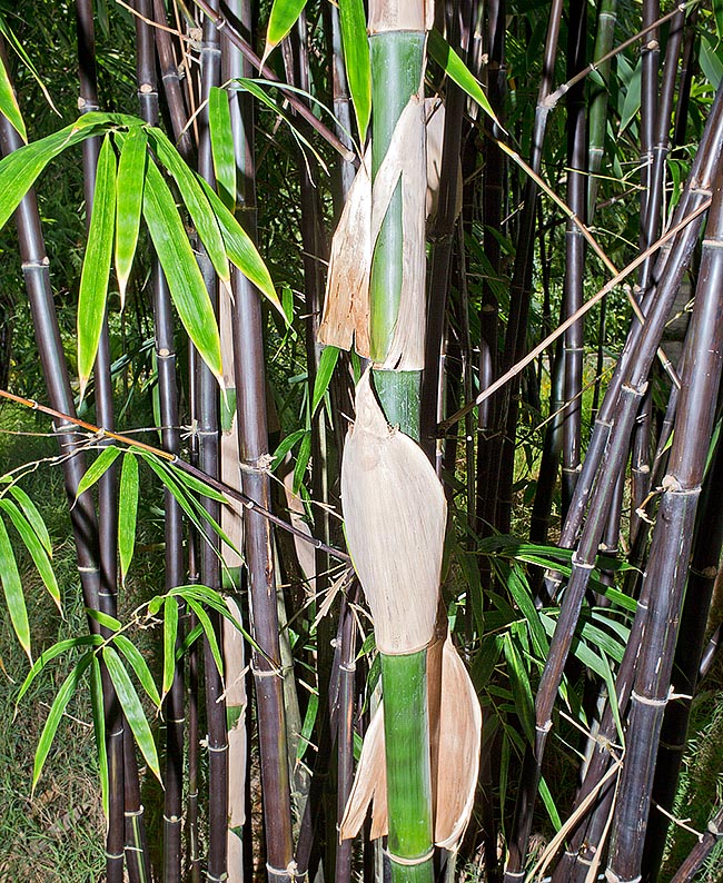 Los jóvenes brotes son comestibles, las cañas en crecimiento protegidas por brácteas deciduas triangulares © Giuseppe Mazza