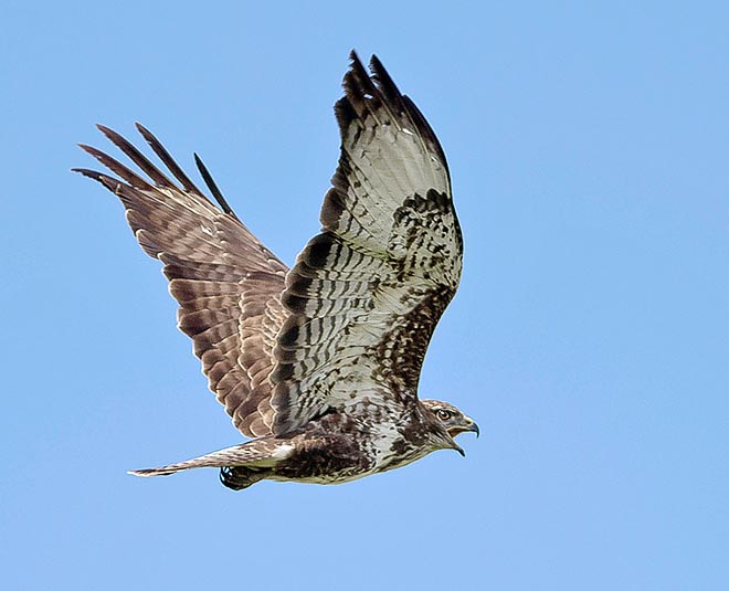 During the reproductive time it can become aggressive for man and when an intruder approaches flies upset continuously over the nest area with strong and plaintive warning whistle © Gianfranco Colombo