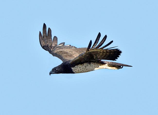 Exceptional vision. Swoops from above and blocks the prey on the soil with the claws: big birds, reptiles and mammals, even young gazelles and antelopes it eats on the spot while vultures and hyeas keep respectfully far © Gianfranco Colombo