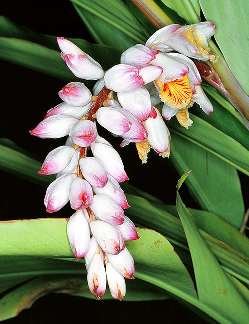  Elégantes inflorescences de 25-40 cm. Culture facile et vertus médicinales © G. Mazza