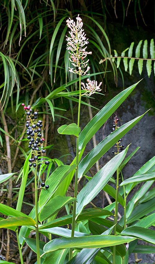 Perennial herbaceous with 0,5-1,8 m pseudostems, Alpinia aquatica grows in south-eastern Asian swamps. The rhizome is used by natives as antifungal for skin diseases © Giuseppe Mazza