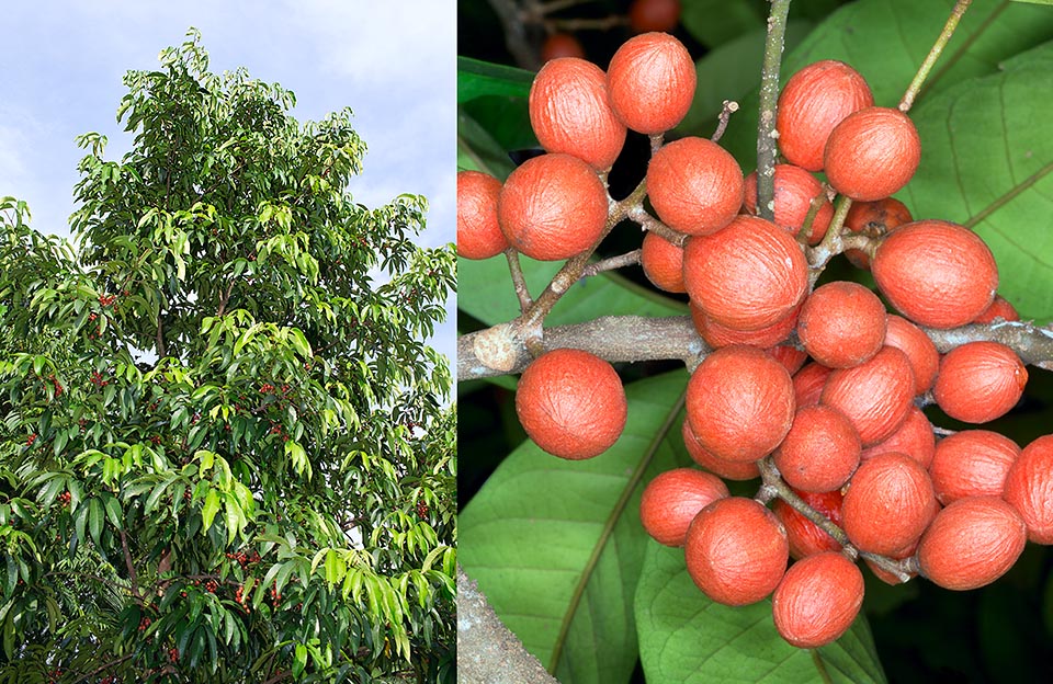 L’Aglaia korthalsii est un arbre du Sud-est asiatique qui peut atteindre les 30 m. Les fruits comestibles de 2-4 cm sont riches en vitamine C. Espèce presque inconnue en dehors de son aire d’origine, elle contient des flavaglines qui ont des propriétés insecticides, antifongiques, antibactériennes, anti-inflammatoires et anticancéreuses © Giuseppe Mazza