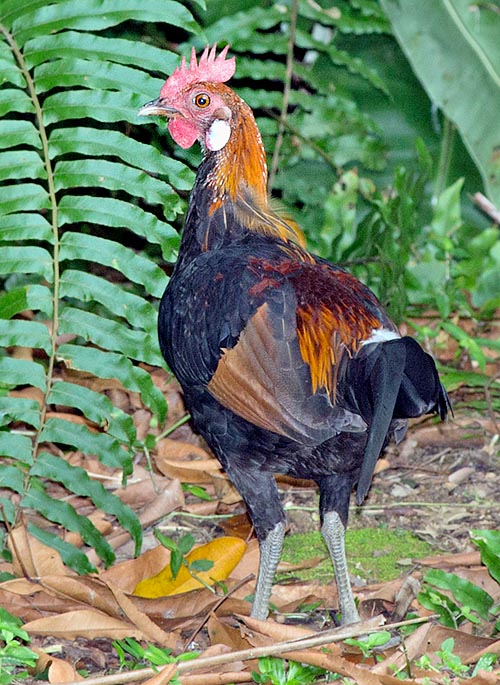 As often occurs in the anatids, also the wildfowls, after the reproductive time, show a faded livery called ecclipsal. Less turgid and flamish crest, dark-opaque bare neck, and loss of the nastriform-thin feathers of the upper tail © Giuseppe Mazza