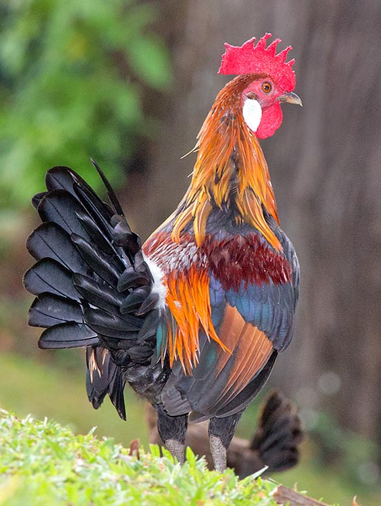 unque en Singapur los efectivos pueden contarse con los dedos de la mano, esta especie no se encuentra amenazada, pero corre el riesgo de extinguirse por hibridación con el pollo doméstico © Giuseppe Mazza