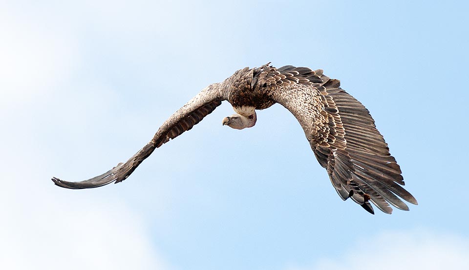 With a 11.300 m of altitude record, it’s the highest flying bird thanks to a blood protein allowing to make the most of the minimum oxygen quantities © Giuseppe Mazza