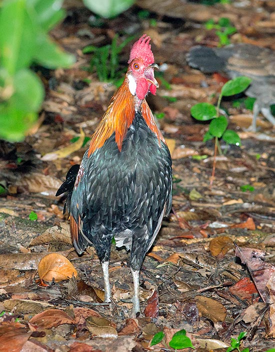 Males vocalizations are shorter and clumsier than our domestic cock ones. They serve to attract the females and as warning signal for obtrusive males © Giuseppe Mazza