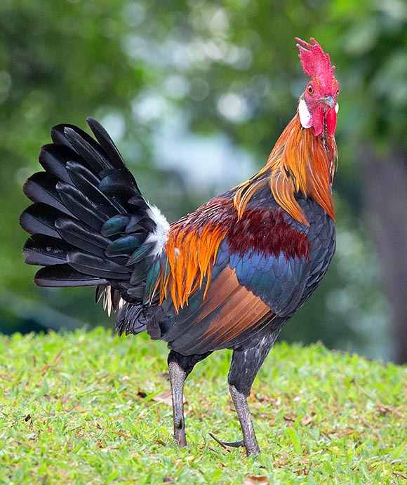 Gallus gallus, ancestor of the doemstic cock, can be found, with several subspecies, in an ample belt of south-eastern Asia. If disturbed iy quickly flies away © Giuseppe Mazza