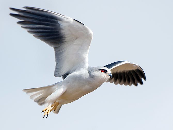 The black-winged kite (Elanus caeruleus) is a small 200 g smart raptor of 90 cm of winspan and very vast diffusion. We find it in Western Mediterranean, Africa and Asia almost up to Australia © Gianfranco Colombo