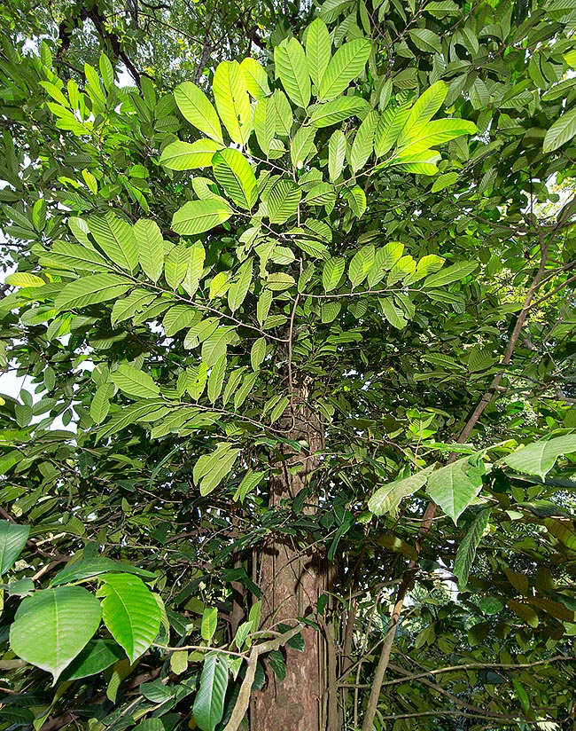 El Alangium ridleyi es un árbol alto hasta 35 m originario de los bosques pantanosos del sudeste asiático. Tiene pequeños frutos comestibles pero no parece cultivado y es desconocido fuera de las zonas de origen © G. Mazza