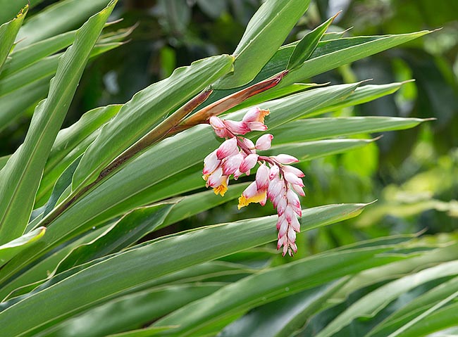 Alpinia zerumbet è una specie erbacea perenne del Sud-est asiatico con pseudofusti di 2-3,5 m © Giuseppe Mazza