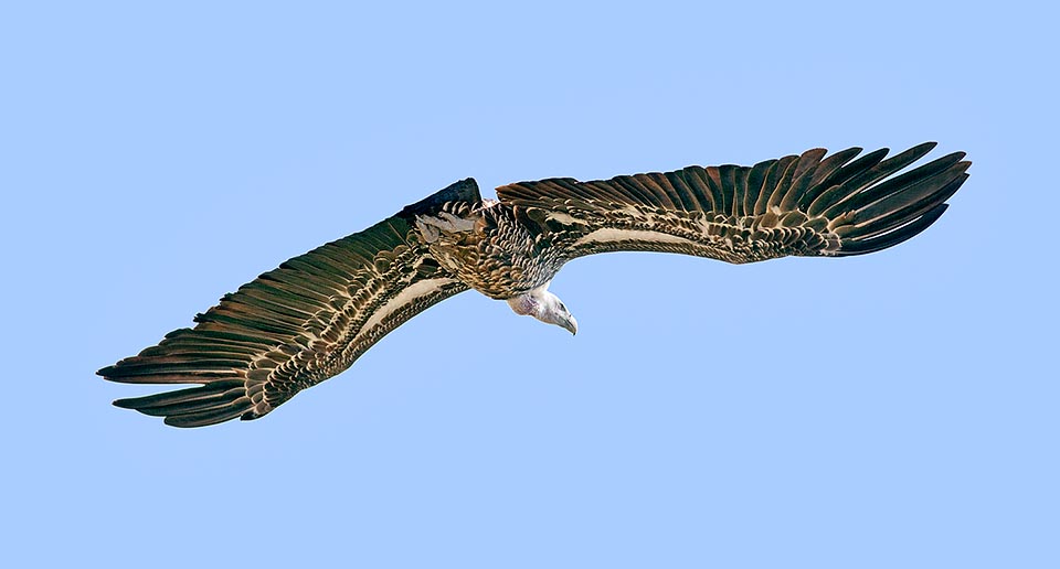 Con un'apertura alare di 2,5 m, è l'avvoltoio che più ama gli ambienti montagnosi. Pareti a picco per il nido e passare la notte, approfittando delle correnti ascensionali © Giuseppe Mazza