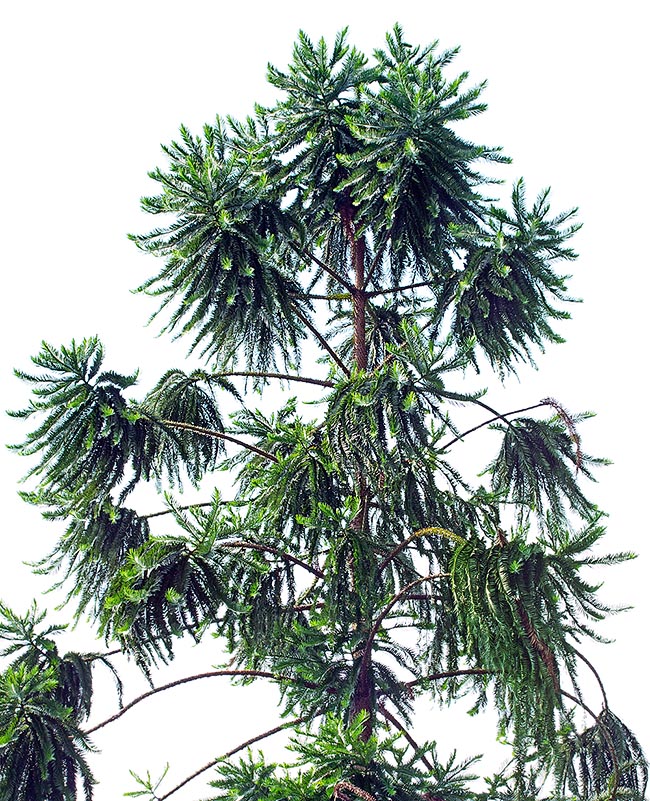 L'araucaria hunsteinii est originaire des forêts de la Papouasie-Nouvelle-Guinée et atteint une hauteur de 90 m © Giuseppe Mazza