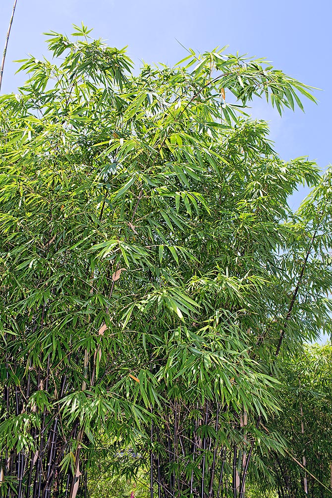 La Bambusa lako è originaria di Timor Est nelle Piccole Isole della Sonda. Cespi compatti con fusti ricurvi all'apice, che possono raggiungere anche i 20 m. Specie non invasiva di grande valore paesaggistico per i giardini tropicali © G. Mazza
