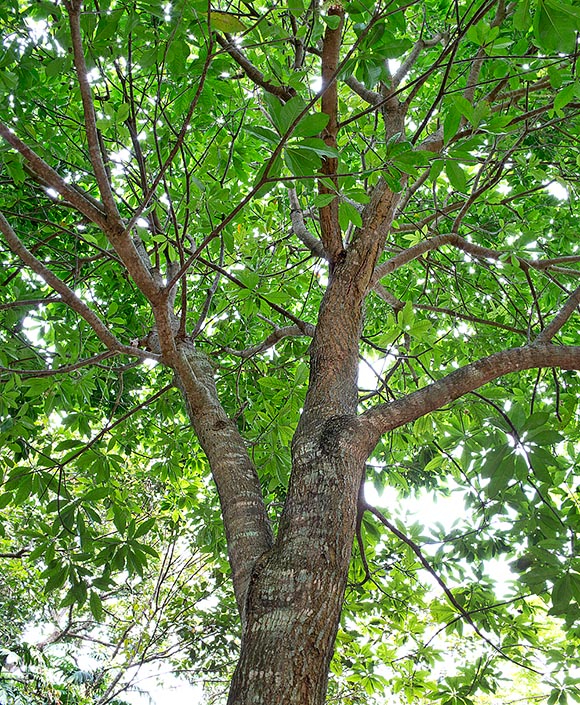 La Barringtonia acutangula è un albero molto ramificato che può raggiungere nel Sud-est asiatico i 15 m d'altezza. Tutte le parti della pianta vengono usate dalla medicina tradizionale © Giuseppe Mazza